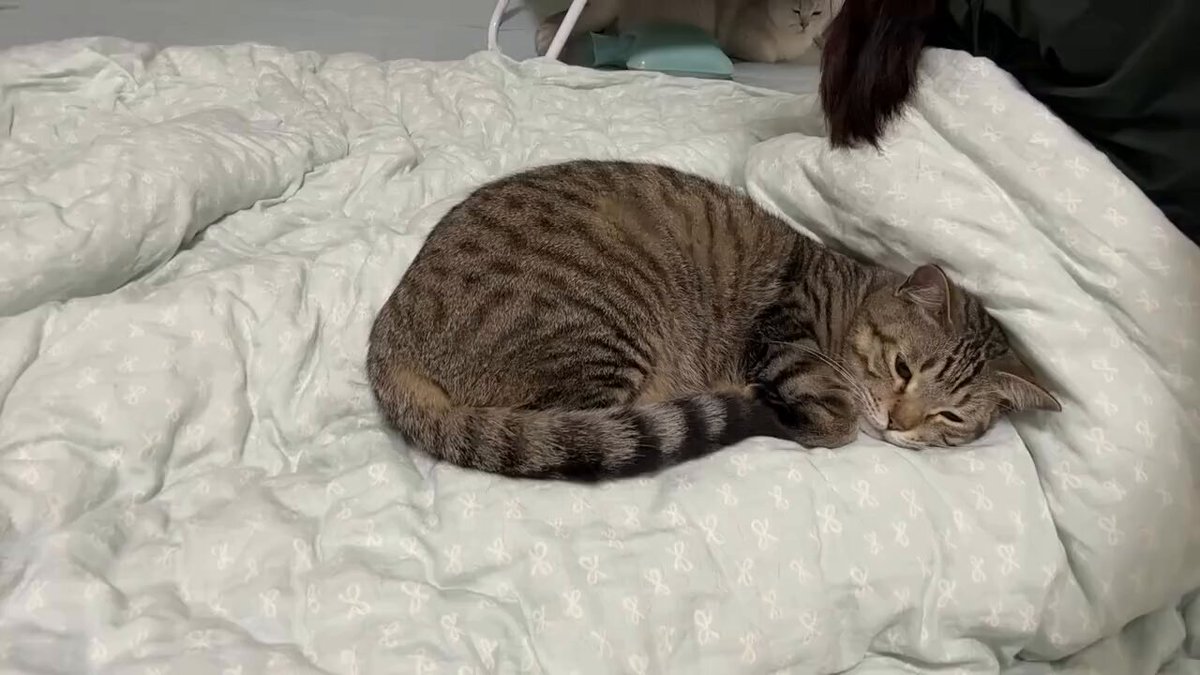 CAT LOVERS - https://t.co/1cunRGD2qf