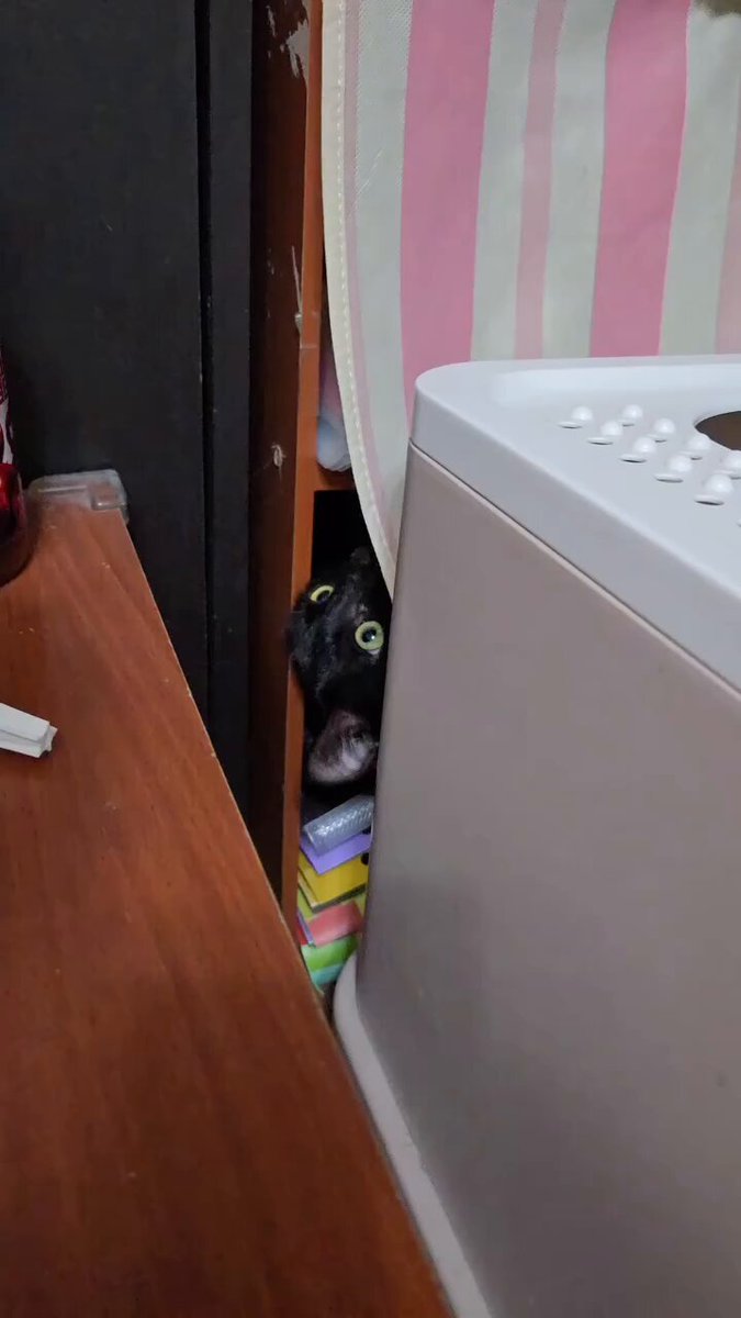 CAT LOVERS - https://t.co/swj455CTz3
