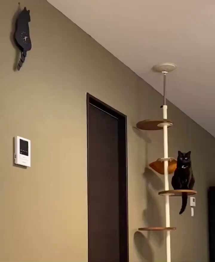 CAT LOVERS - https://t.co/kHWvu54rrz