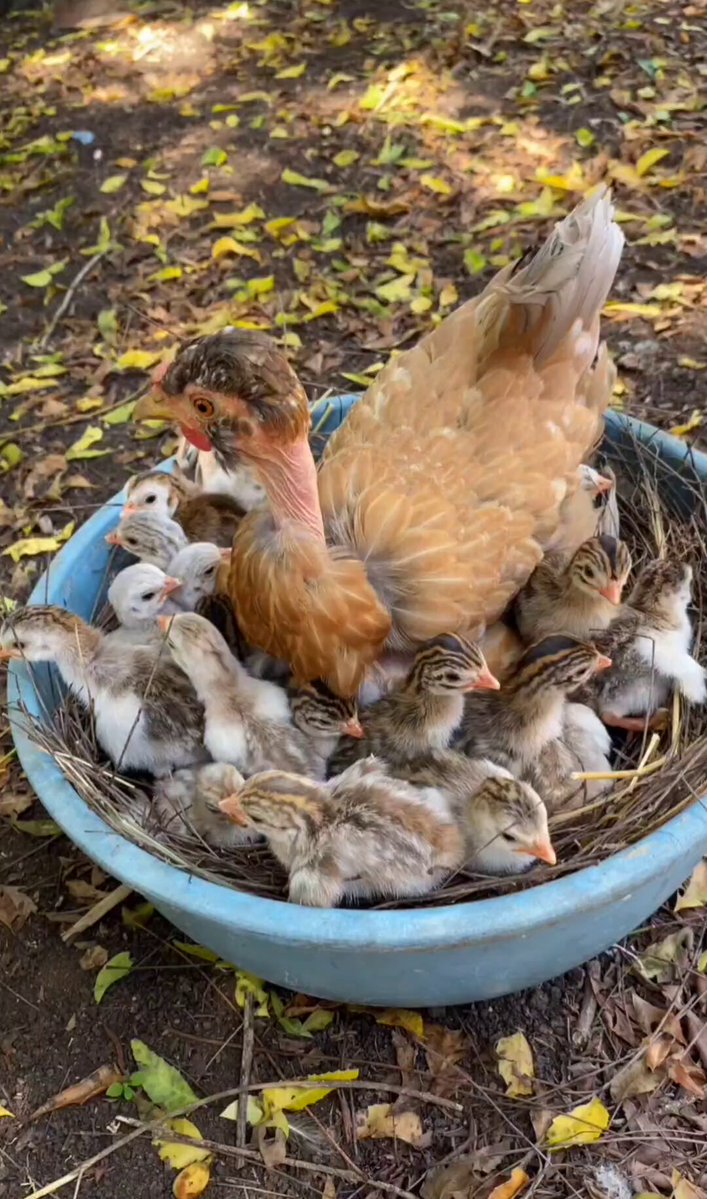 Nature is Phenomenal - First litter of the season for Angolas!