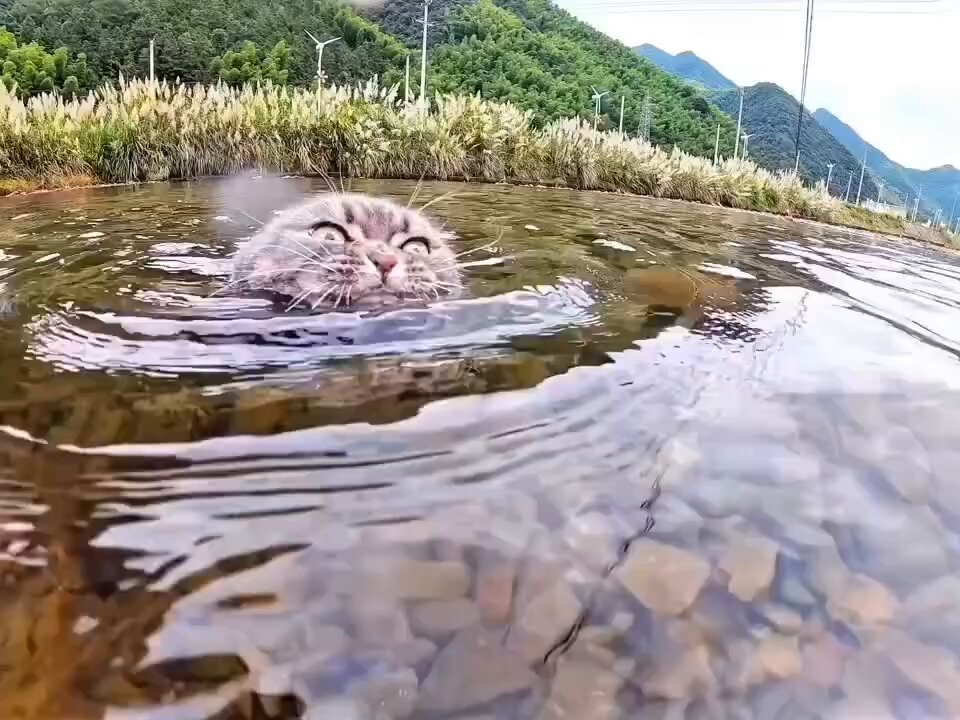 CAT LOVERS - https://t.co/YAHJQOSPmf
