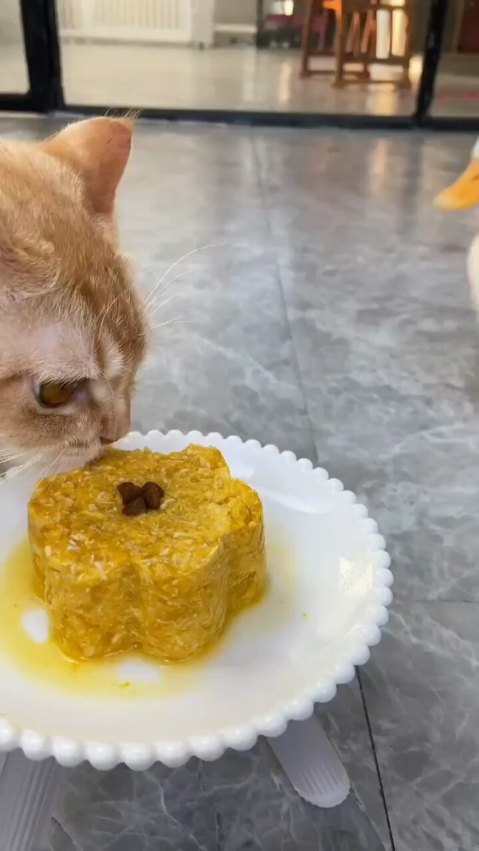 Punch Cat - https://t.co/cr0uFniaNn