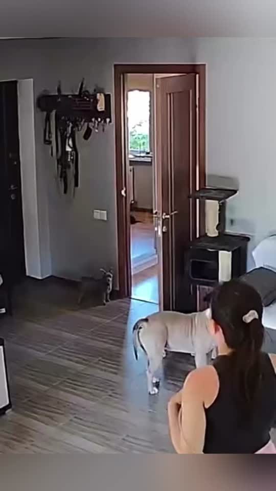 TikTok video #7646409487833763104