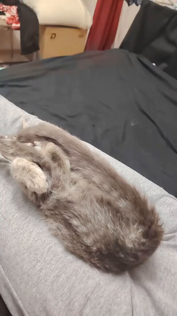 CAT LOVERS - https://t.co/ll9h9CL1rk