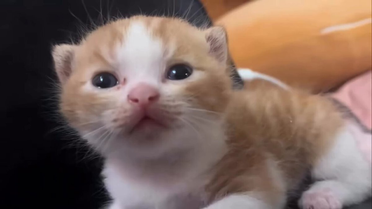 CAT LOVERS - https://t.co/8dIMyrC5Tk