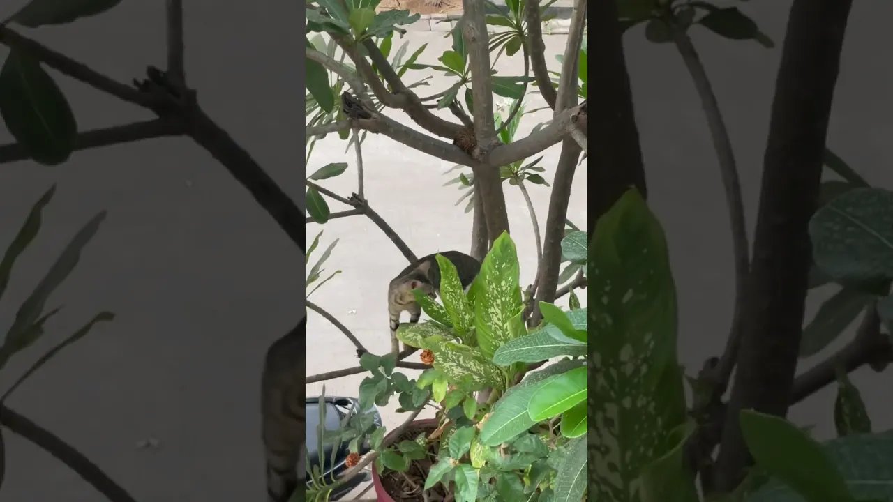 #funny #funnycats #funnyvideo #cat #cats #catshorts #viral #shorts #cute #animals #video #shots#love