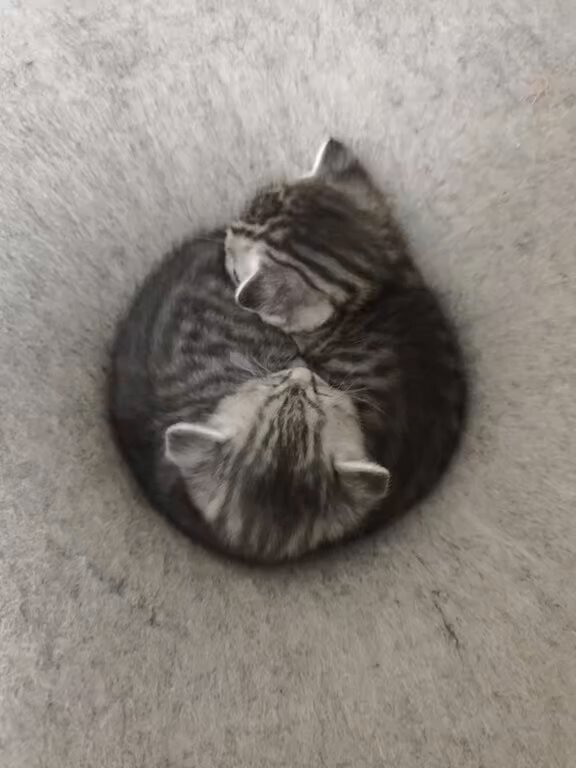 CAT LOVERS - https://t.co/ChFFnXrOEv