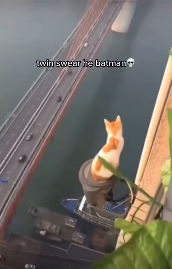 Punch Cat - https://t.co/ycmblVSl7v