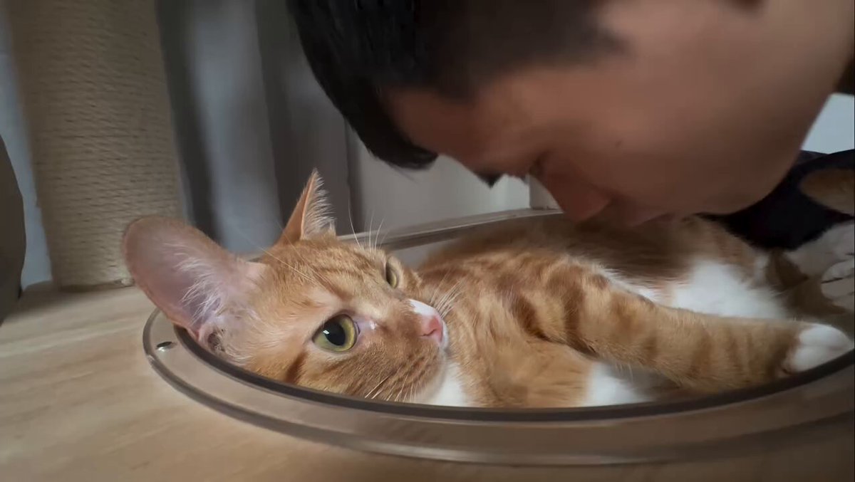 CAT LOVERS - https://t.co/Gl88oIJl4U