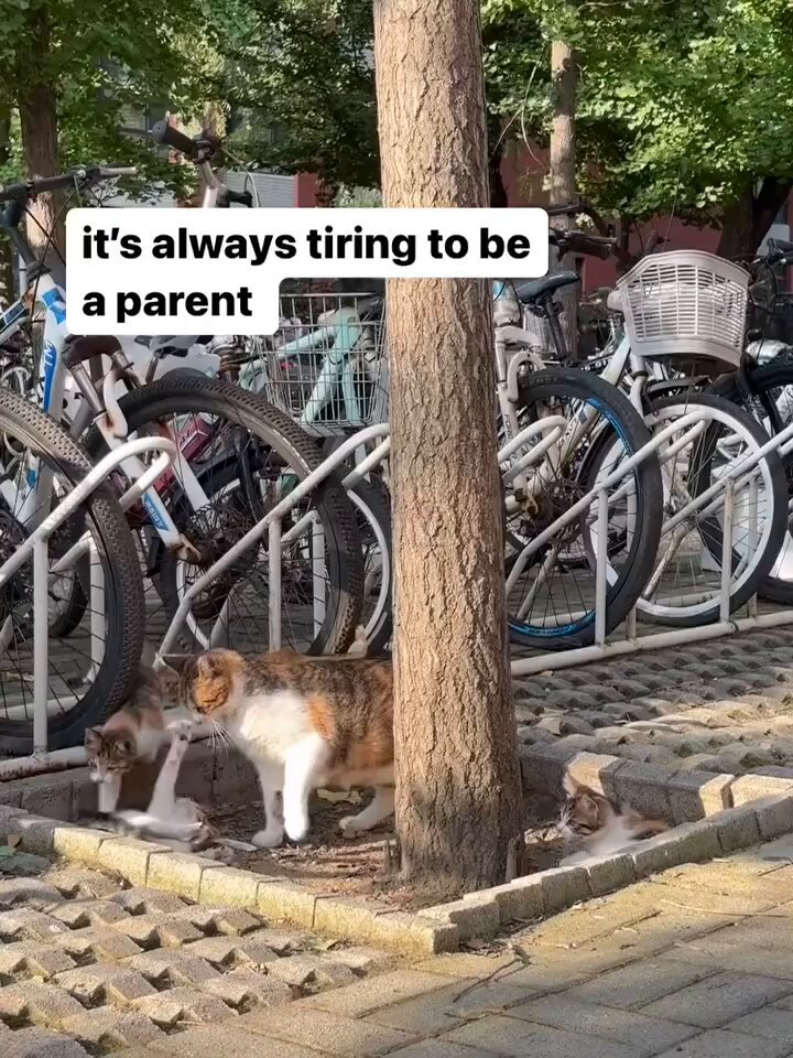 Punch Cat - https://t.co/eDAO8dE2pV