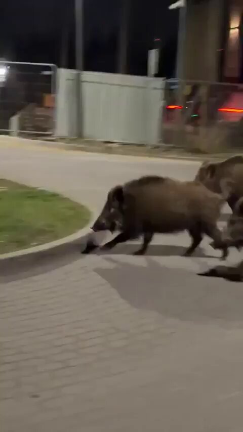 Meme King - In Poland, some wild boars sneaked into a neighborhood and ended up b...