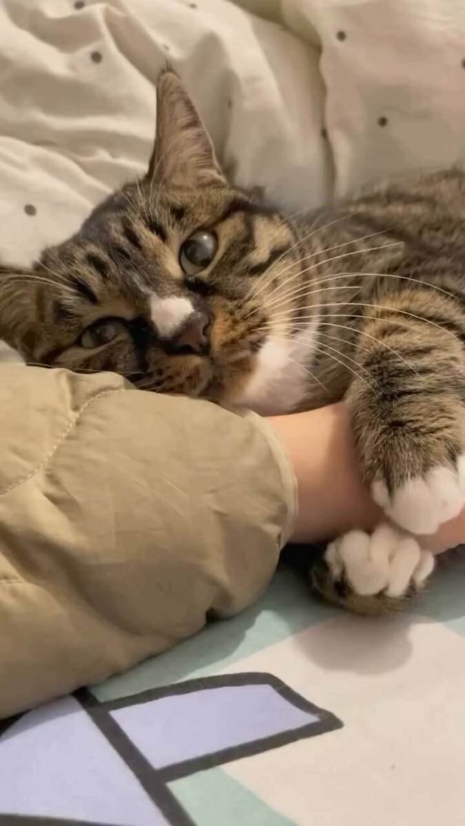 CAT LOVERS - https://t.co/OK6um5jjz9