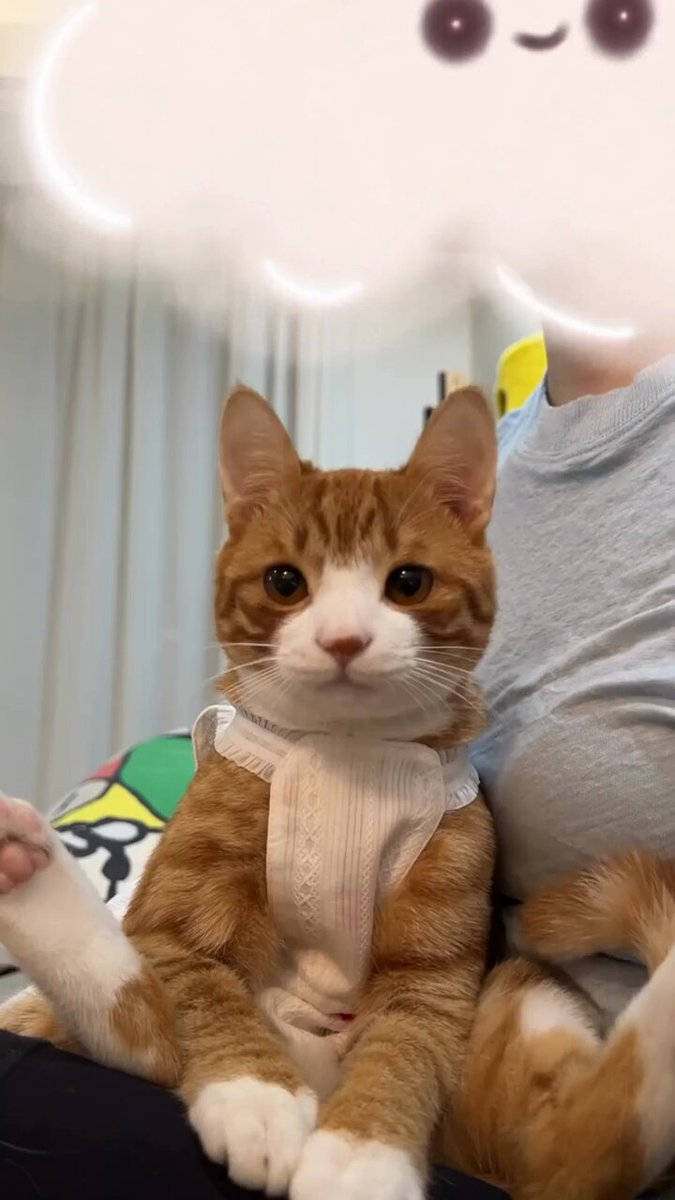 Punch Cat - https://t.co/uOmjlLtUW5