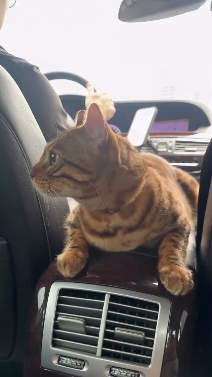 CAT LOVERS - https://t.co/8rsqrFcRdr