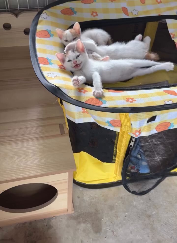 CAT LOVERS - https://t.co/sMCD8HXKDz