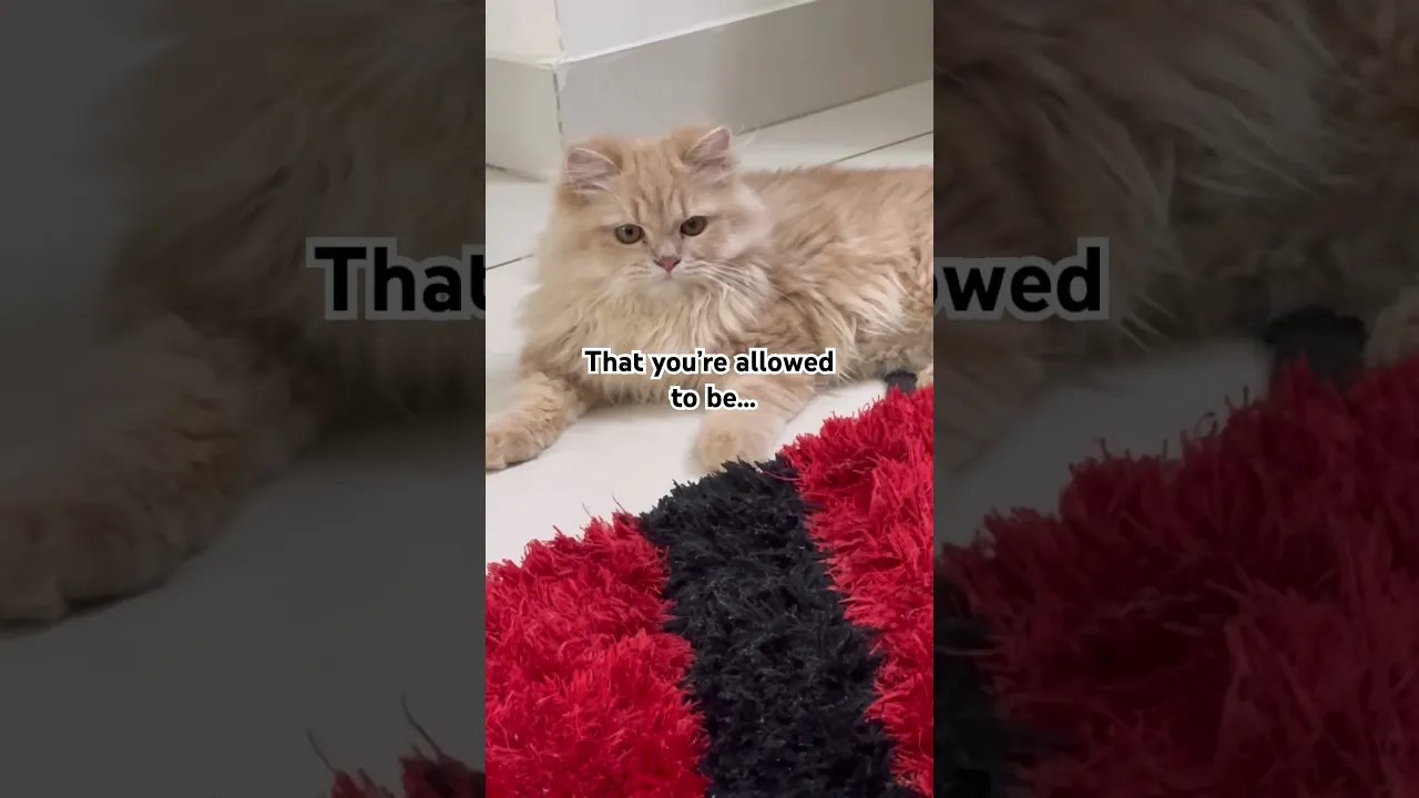 Cat with it’s cuteness #cat #kitten #cutecats #pets #funnycats #viralcats #shorts #shortsfeed #viral