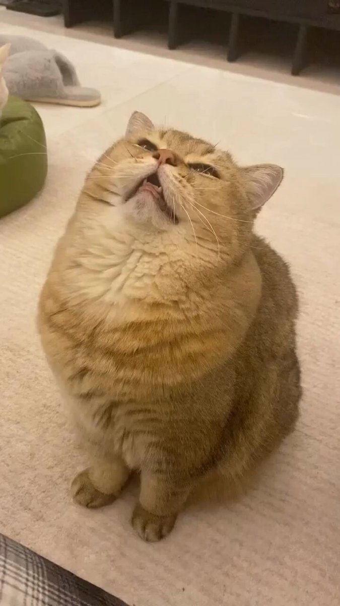 Punch Cat - https://t.co/dGrtBzkt04