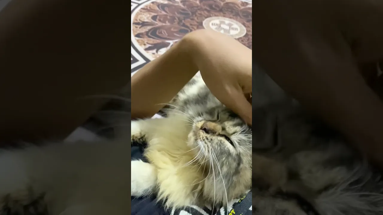 Cute cat #catsvlogg1 #cat #shorts #kucing #kitten #cute #funny #cats #adorable