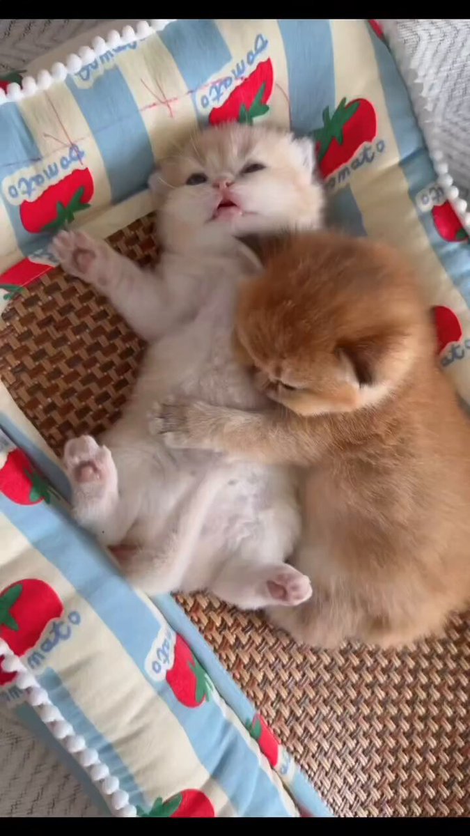 CAT LOVERS - https://t.co/b4wzG6EqOb
