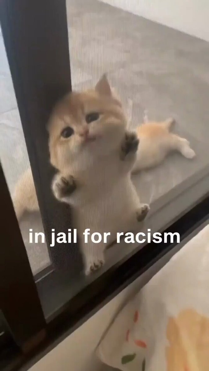 Punch Cat - https://t.co/3GxwTTj7ld