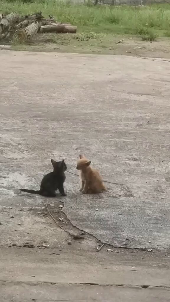 Punch Cat - https://t.co/40Dhp3LxVG