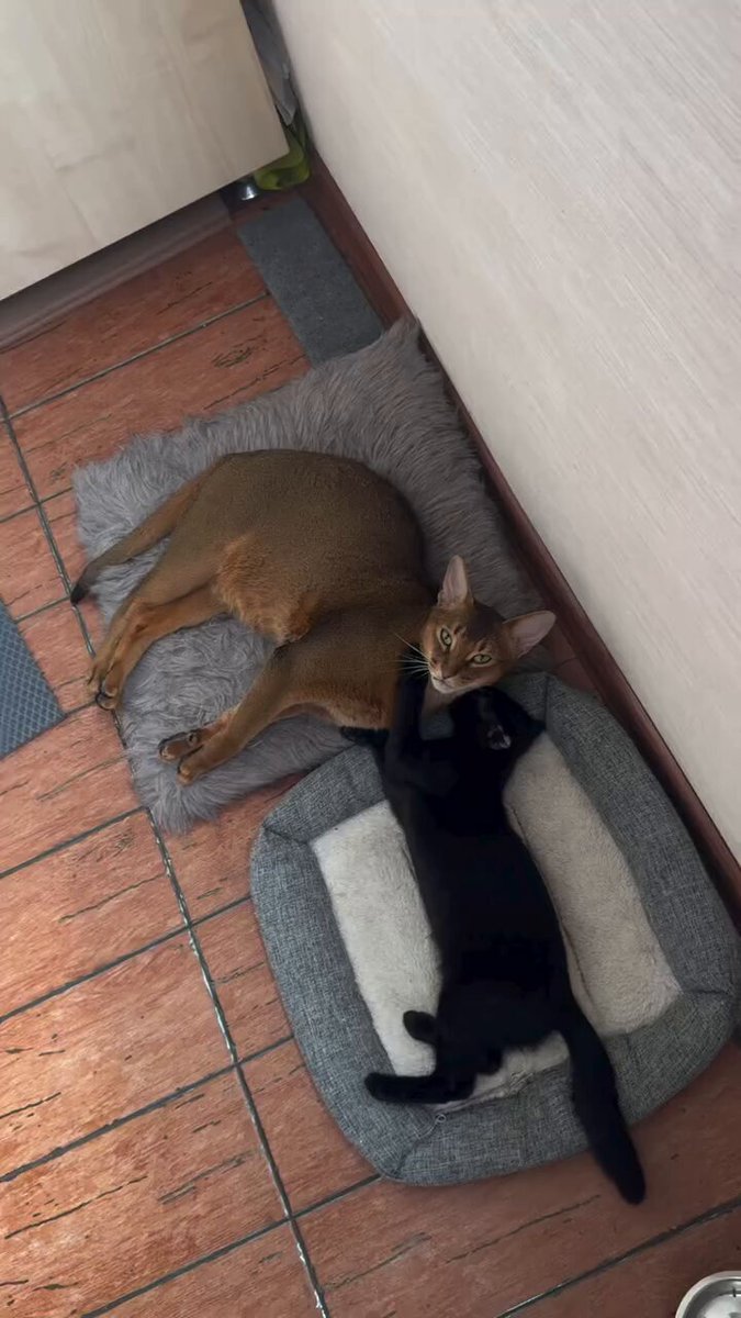 CAT LOVERS - https://t.co/tH9WNpW5v6