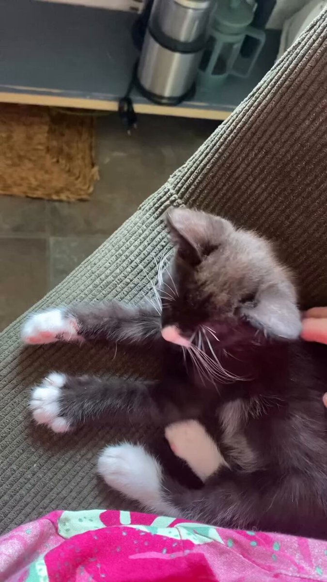 CAT LOVERS - https://t.co/vlepeN9AHY