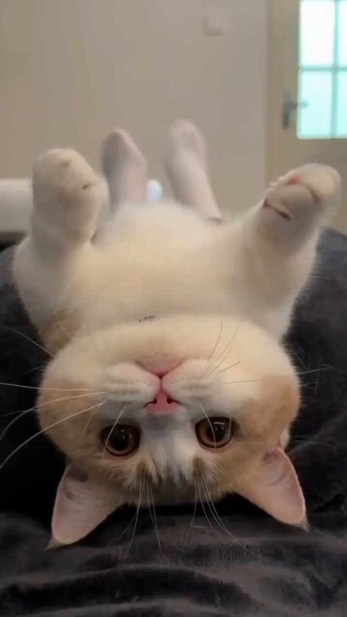 CAT LOVERS - Adorable Kitty cat 😺
