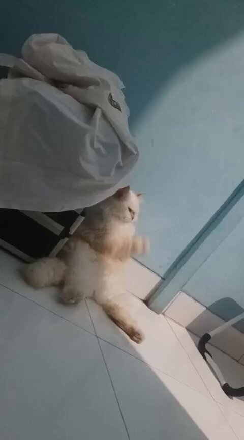 CAT LOVERS - https://t.co/ETpwW7jJc0
