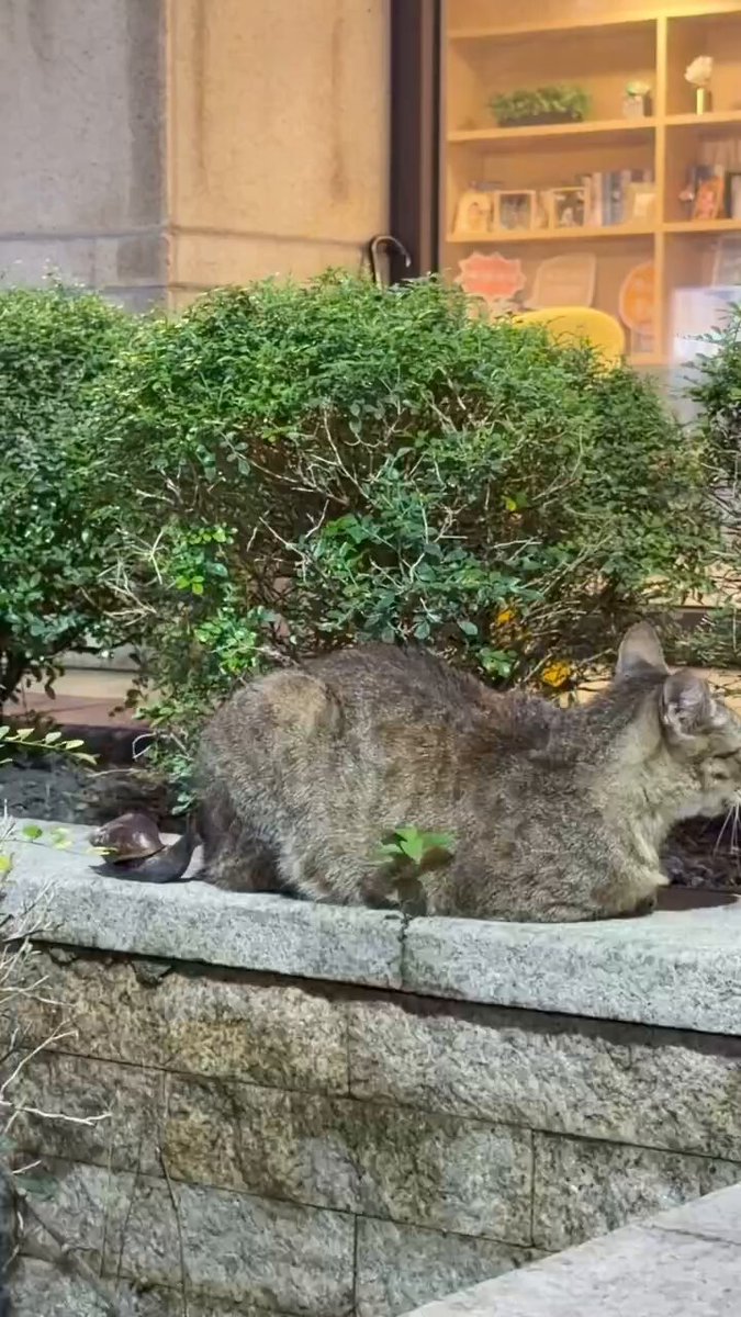 CAT LOVERS - https://t.co/rQvDZjrFhf