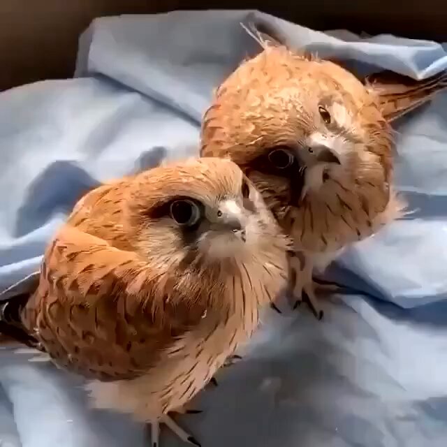 Nature is Phenomenal - Look at this pretty birds!