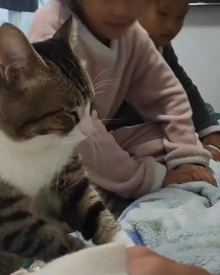 Punch Cat - https://t.co/dKm4v91As1