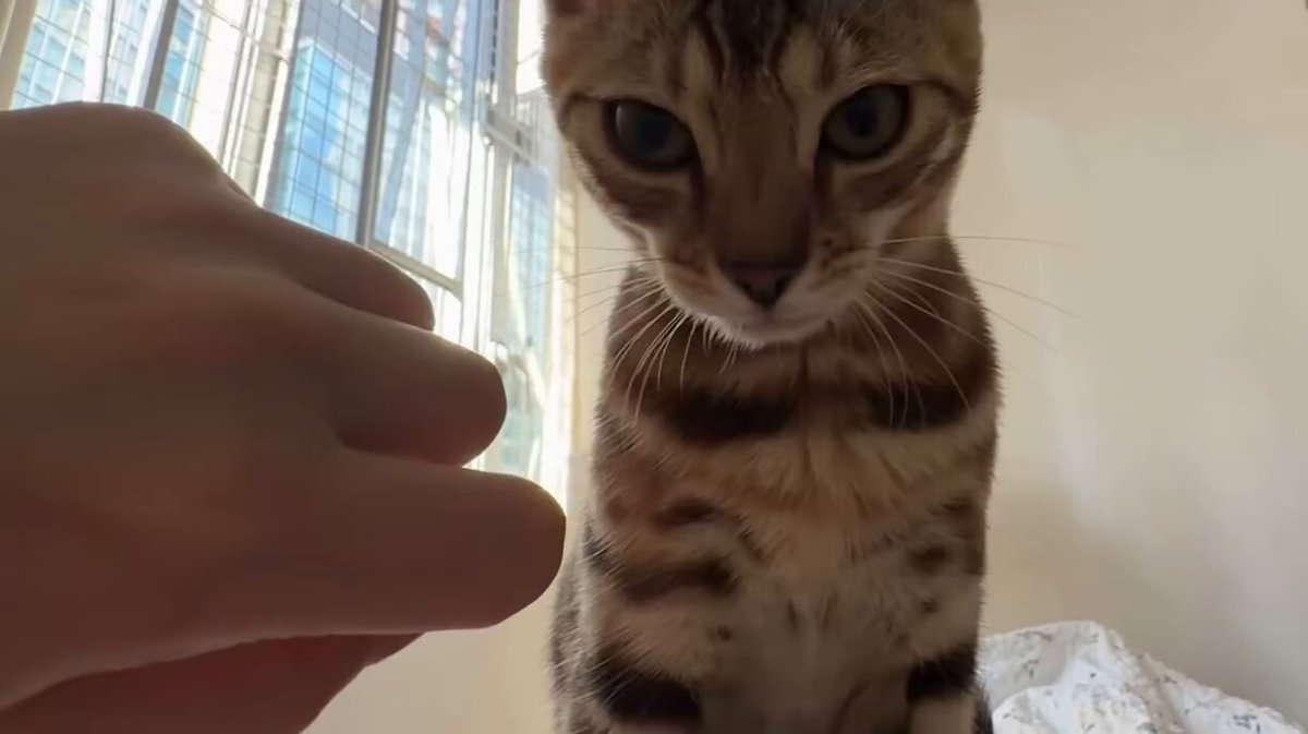 CAT LOVERS - https://t.co/c9CZjmi6gW