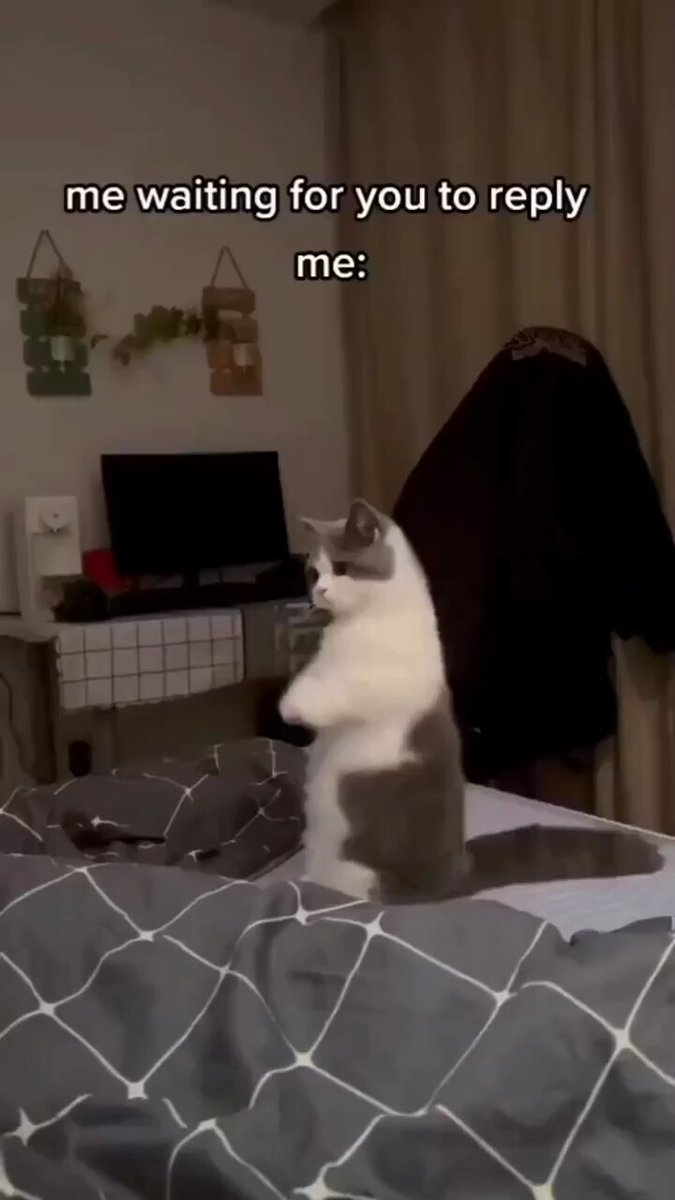 Punch Cat - https://t.co/Af4XmCJzDu