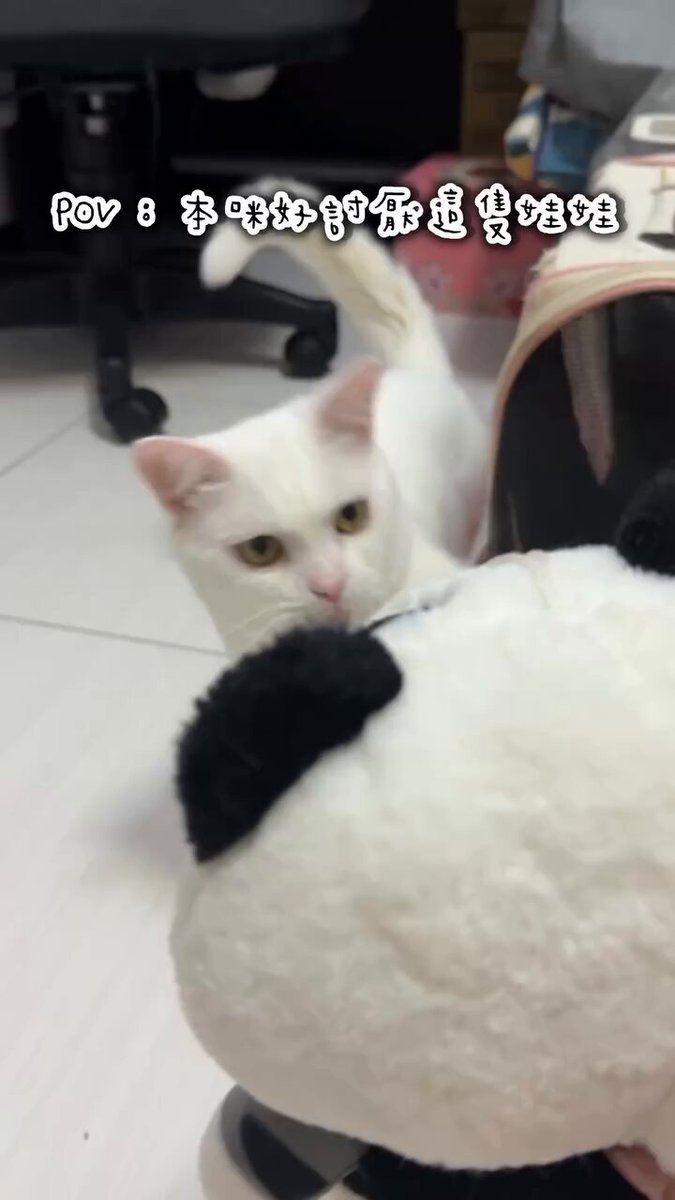 CAT LOVERS - https://t.co/ynSz9JJA7S