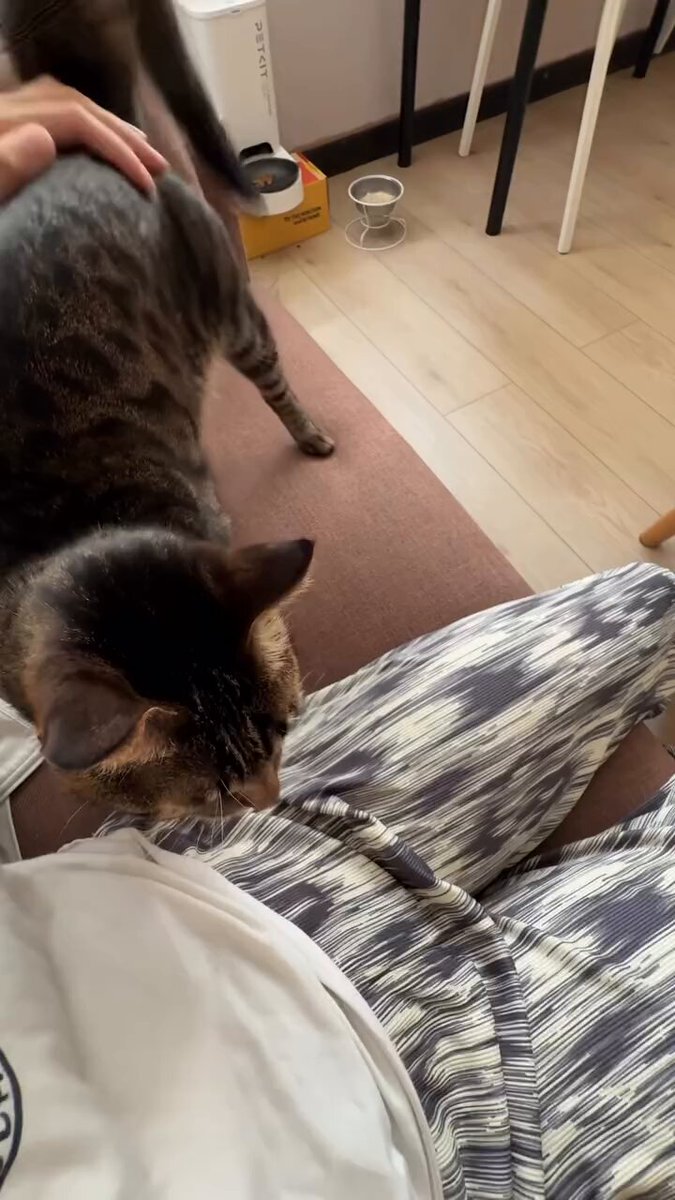 CAT LOVERS - https://t.co/l4vUd3VFnd