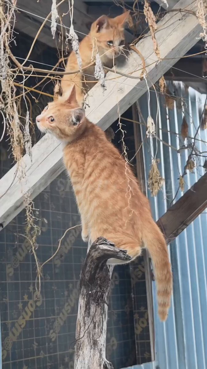 CAT LOVERS - https://t.co/75IN9f4IuU