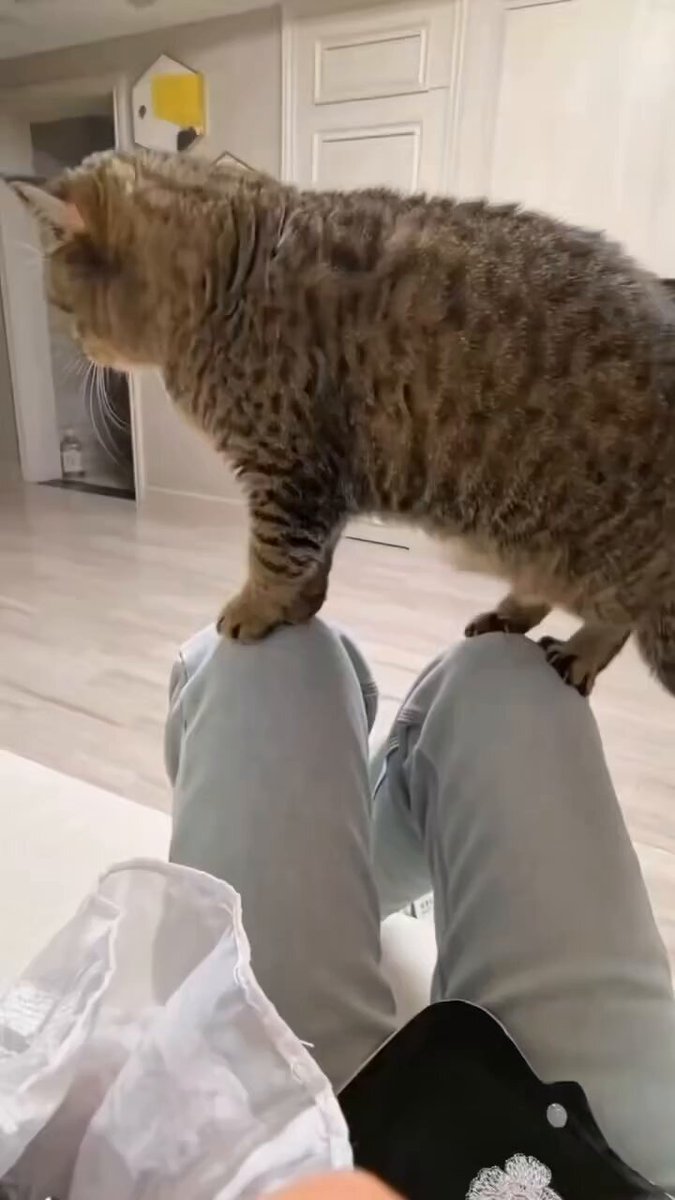 CAT LOVERS - https://t.co/FoTZIDwYXW