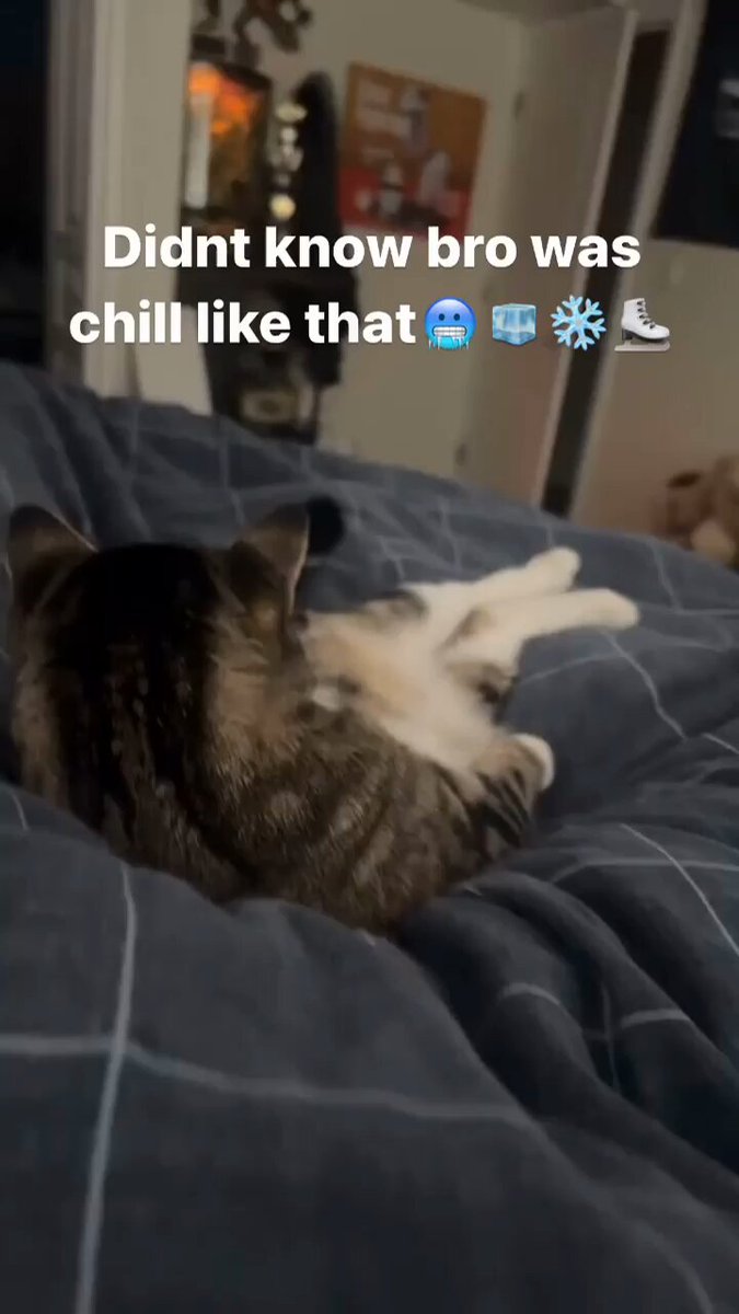 Punch Cat - https://t.co/XCQidJx6uM