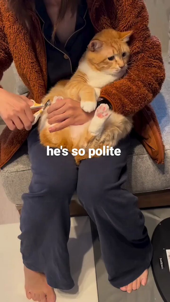 Punch Cat - https://t.co/UjsO25nttp