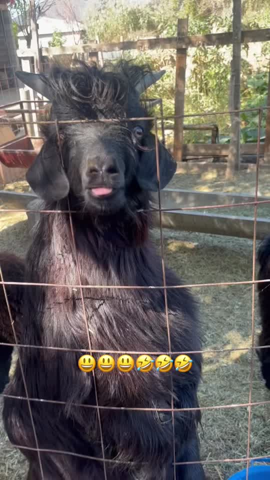 #goat🐐 #cool #fyp #foryouu #viral 