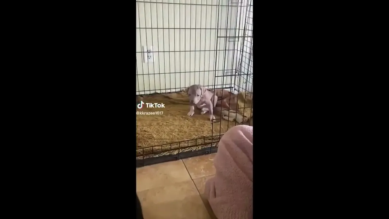 Animals Being Derps: A YouTube Shorts Compilation #shorts #funnyanimals