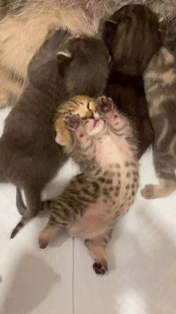 CAT LOVERS - https://t.co/JmVttk63Rh