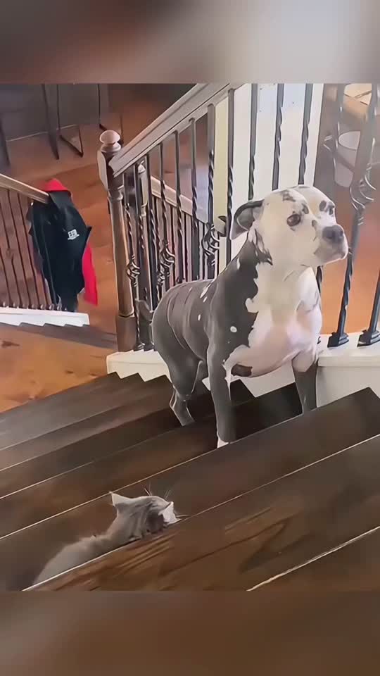 #fyp #funnyanimals #funnydogs #funnycat #dogs 
