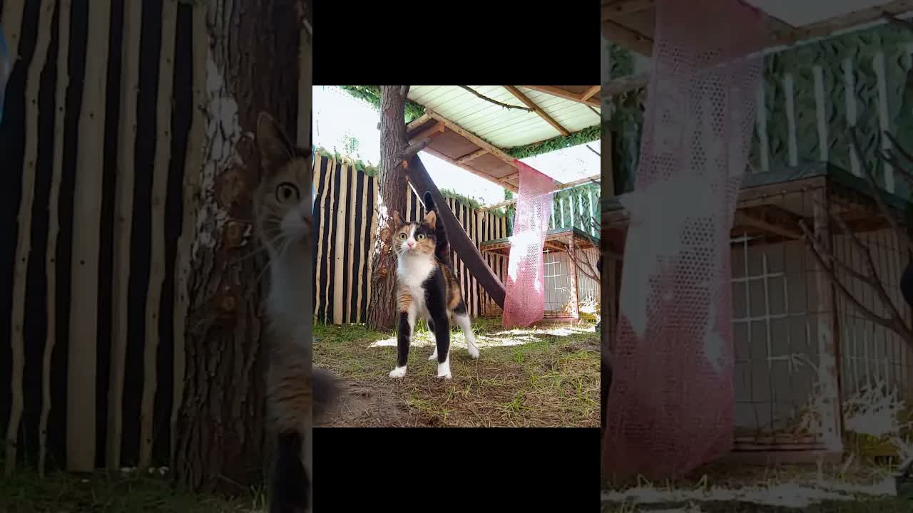 Diana and Venus 😸 Funny cats #shorts #short