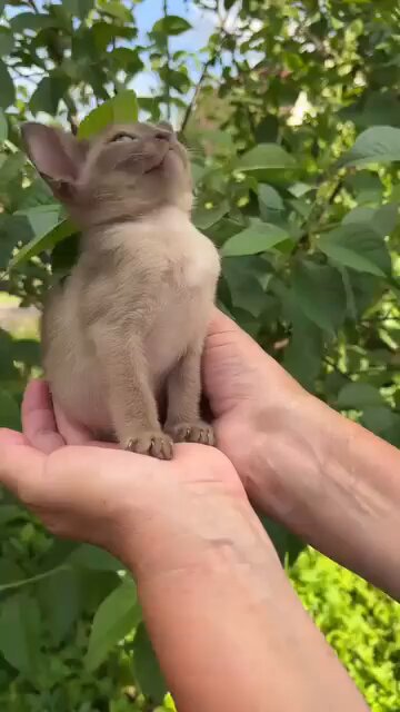 Punch Cat - https://t.co/YPMTahsuUm