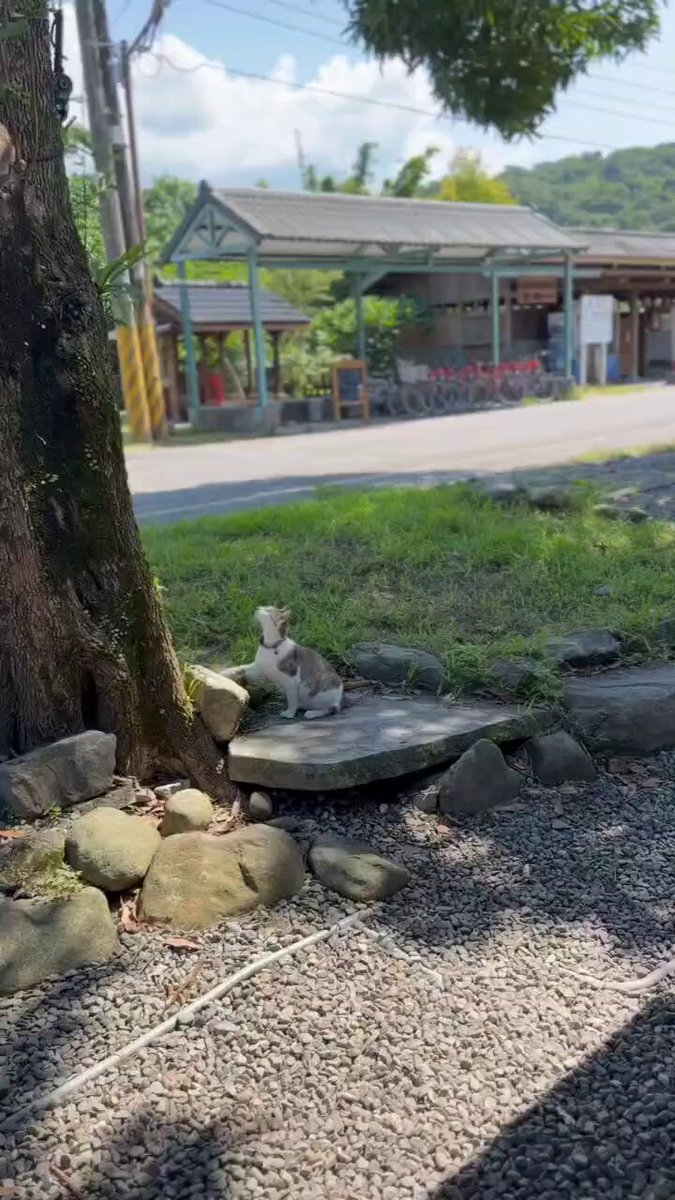 CAT LOVERS - https://t.co/fX2wXVe40T