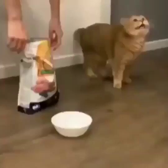 Punch Cat - https://t.co/AsB8Ccjp5b
