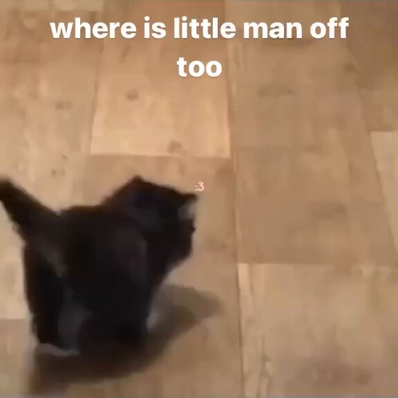 Punch Cat - https://t.co/zXJCkwE1g8
