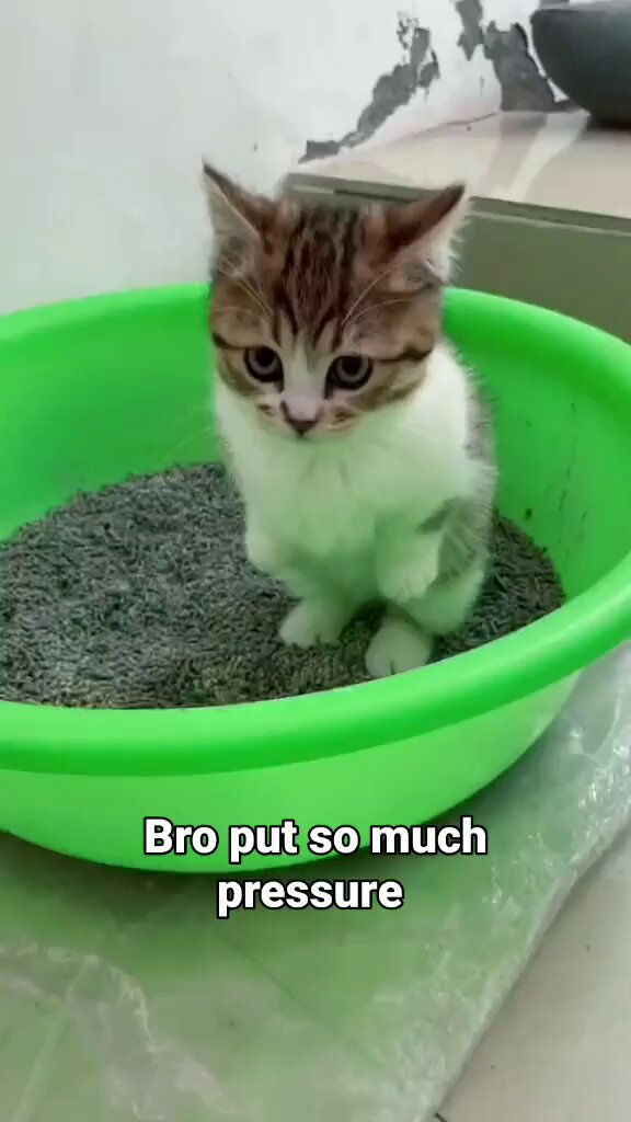 Punch Cat - https://t.co/p5AqimVWSr